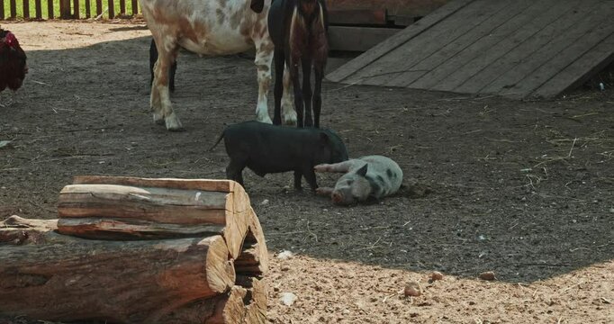 Mini Pigs at the Zoo The little pigs roam and play on a farm surrounded by goats and birds. The scene conveys the charm of rural life showcasing the lively and curious nature of the adorable piglets.