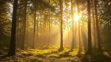 Golden Sunlight Beams Through Misty Forest Trees