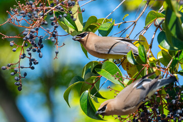 Cedar waxwings eating privet fruit