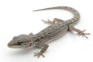 Naklejka premium Gecko, Cut out. on isolated white