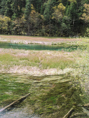 Wonderful view of the Five Flower Lake (Multicolored Lake) among fall woods in Jiuzhaigou nature reserve (Jiuzhai Valley National Park), China. Submerged tree trunks are visible in azure water.