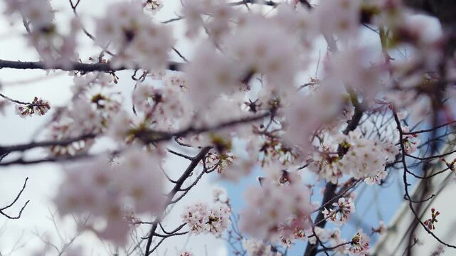 cherry blossom, sakura, flower, plant, full bloom, cherry blossom viewing, spring, blue sky, beautiful, blooming, pink, landscape, scenery, japan, japanese style, tree, cherry tree, petal, cute, branc