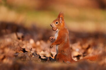 A cute european red squirrel posing in autumn leaves holding a hazelnut in its mouth