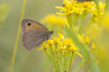 A Butterfly meadow brown with close  wings (Maniola jurtina) sitting on the yellow flower.