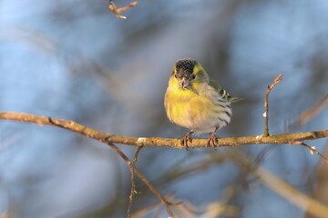 A male Eurasian siskin sits on the branch. Carduelis spinus. song bird in the nature habitat. wildlife scene from nature. Winter scene with song bird