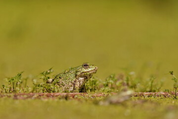 Portrait of a young edible frog (Pelophylax esculentus). Wildlife scene with green frog.