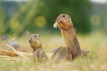 Two  european ground squirrel are sitting in the field and eat grain. (Spermophilus citellus) Wildlife scene from nature.