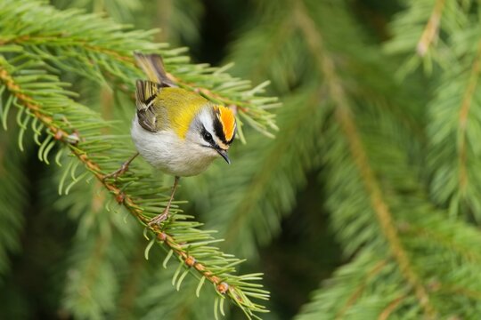A cute common firecrest sits on a spruce twig. European smallest songbird in the nature habitat. Regulus ignicapillus