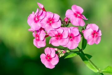 Flowering branch of pink perennial decorative peony.