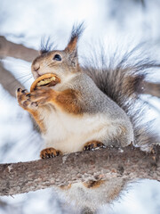 The squirrel with nut sits on tree in the winter or late autumn