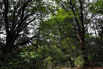 Fototapeta premium Dense forest showcasing tall, leafy trees with vibrant green foliage under a partially cloudy sky, emphasizing natural serenity and greenery. Ai generative