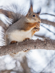 The squirrel with nut sits on tree in the winter or late autumn