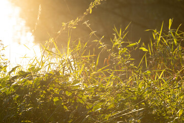 grass and sun