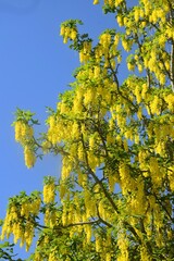 Blooming cassia - Golden rain tree. Cascades of yellow flowers fall against the sky.