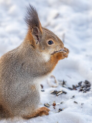 The squirrel in winter sits on white snow.