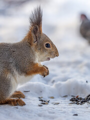Fototapeta premium The squirrel in winter sits on white snow.