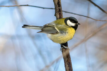 A small bird, the Great Tit, sits on a tree branch.