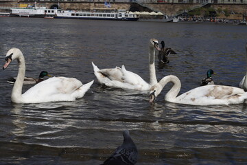 swans on the lake