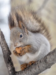 The squirrel with nut sits on tree in the winter or late autumn