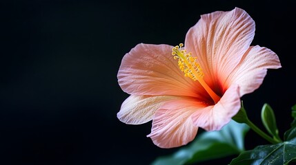 Fototapeta premium Radiant Hibiscus Bloom Against Dark Background,Symbolizing Vitality and Resurgence
