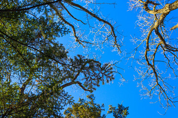 tree branches against blue sky
