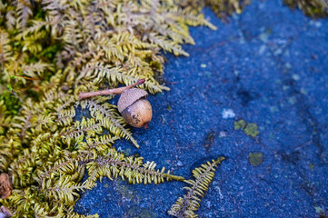 Two acorns with green leaves surrounding them on a blue cement wall