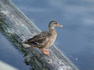 Duck