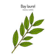 Medicinal and kitchen plant laurel (Laurus nobilis), or sweet bay tree