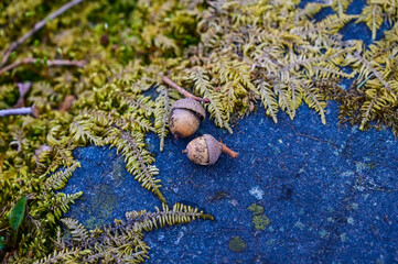 Two acorns with green leaves surrounding them on a blue cement wall
