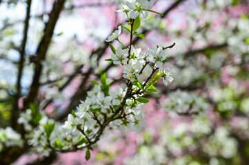 Blooming cherry blossom trees in Japan