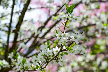 Blooming cherry blossom trees in Japan