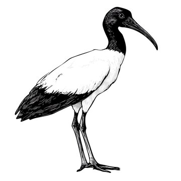 Line art drawing of a black and white ibis bird.