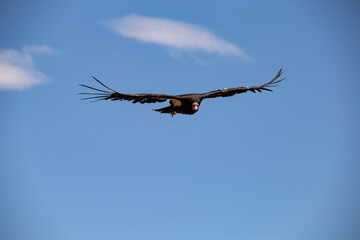 Navajo Bridge Condor
