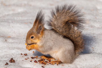 The squirrel in winter sits on white snow.