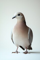 A serene and elegant bird stands poised, showcasing its delicate features and soft plumage against a neutral background.