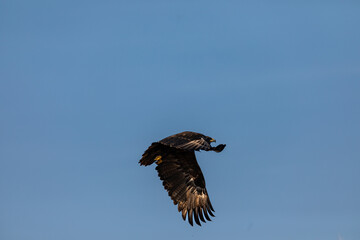 In the picturesque grasslands of Bhigwan Sanctuary, a magnificent steppe eagle (Aquila nipalensis) spreads its wings to take off, its graceful flight beautifully captured in a stunning photograph.