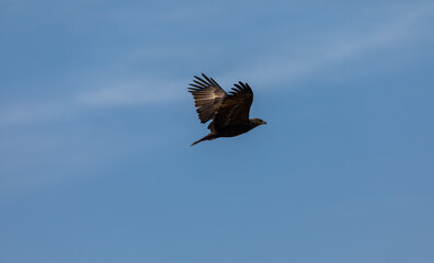 In the picturesque grasslands of Bhigwan Sanctuary, a magnificent steppe eagle (Aquila nipalensis) spreads its wings to take off, its graceful flight beautifully captured in a stunning photograph.