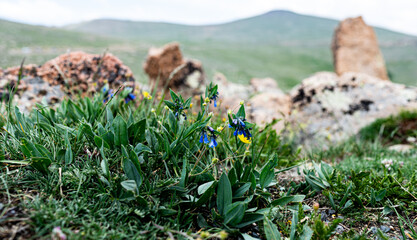 flowers in the mountains