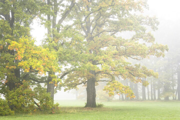 tree in the park