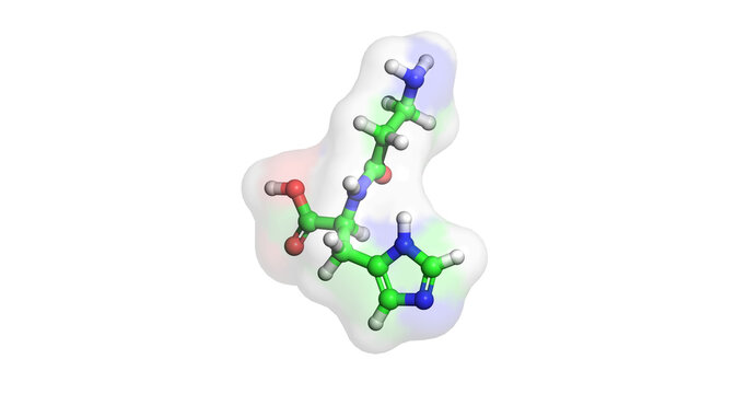 Carnosine, Dipeptide, nutraceutical, 3D molecule 4K