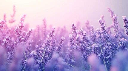 Naklejka premium A sea of blooming lavender flowers creates a serene and calming atmosphere, bathed in soft pastel hues.