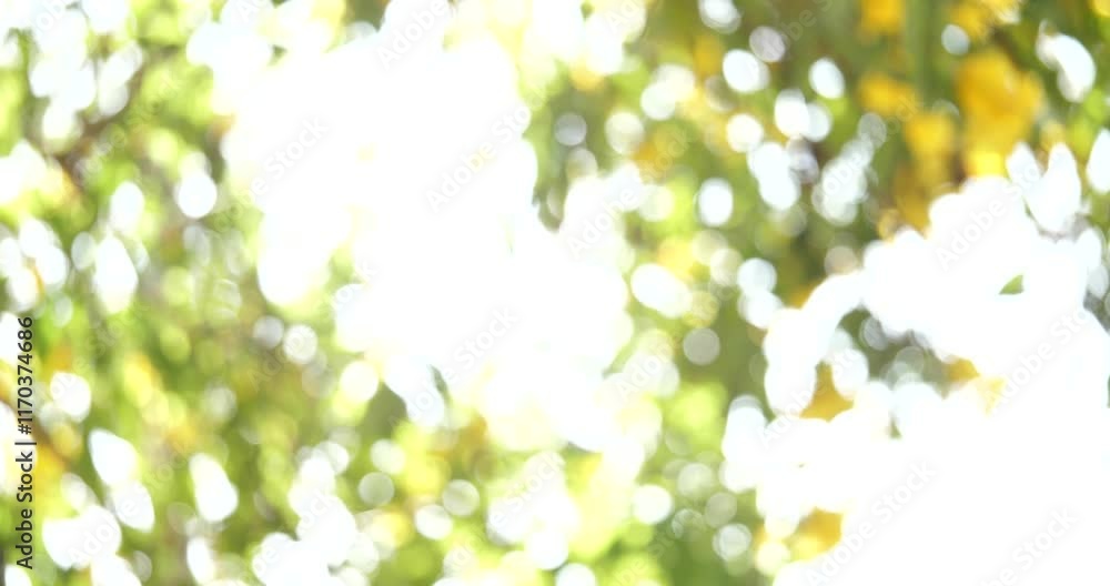 Poster sunlit green bokeh: abstract background of soft, out-of-focus green and yellow bokeh lights, evoking