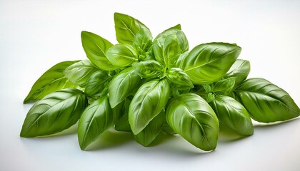 Fototapeta premium Lush Green Basil Sprig: Vibrant, Fresh Herb Photography
