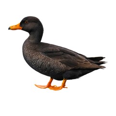 Black Scoter isolated on white background