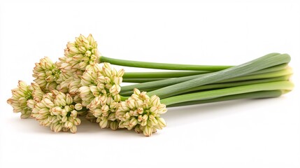 Obraz premium Fresh, vibrant green onion flowers with delicate white and light green blooms against a clean background.