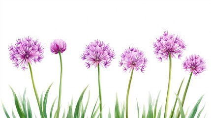 Fototapeta premium A beautiful arrangement of blooming purple flowers against a white background, showcasing varying stages of growth.