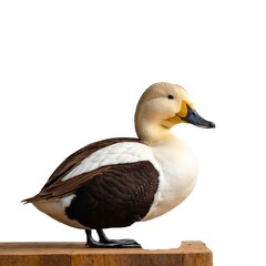 Obraz premium Common Eider on piece of wood isolated on white background