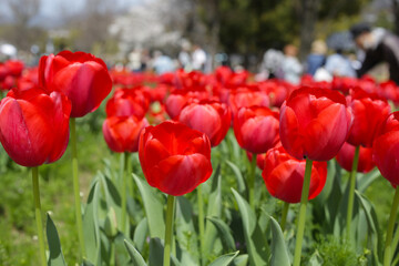 Obraz premium Beautiful tulip flower garden. The Expo 70 Commemorative Park, Osaka, Japan