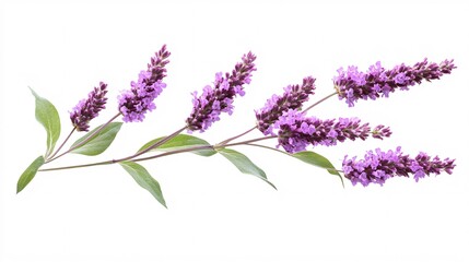 Obraz premium Vibrant purple flowers on a delicate green stem, creating a serene and calming aesthetic.