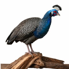 Obraz premium Helmeted Guineafowl on piece of wood isolated on white background
